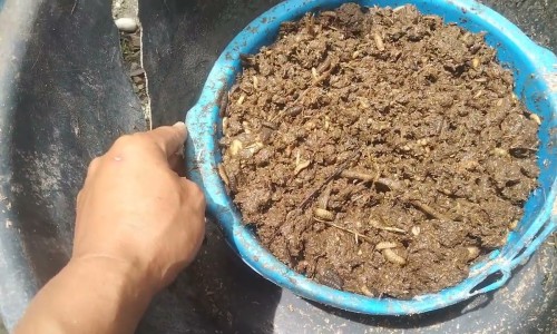 中药芦阳芝是什么药-芦阳参的功效与作用网- 芦阳参的功效与作用禁忌知识,分享芦阳芝的功效是真的吗