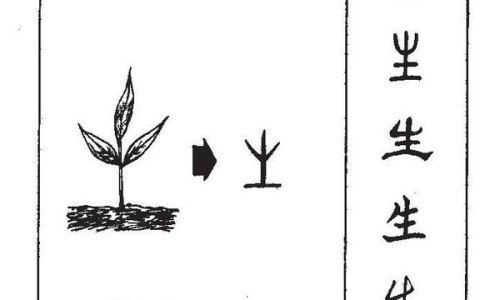 芦阳参的功效与作用禁忌-芦阳参的功效与作用网- 芦阳参的功效与作用禁忌知识,分享芦阳芝的功效是真的吗